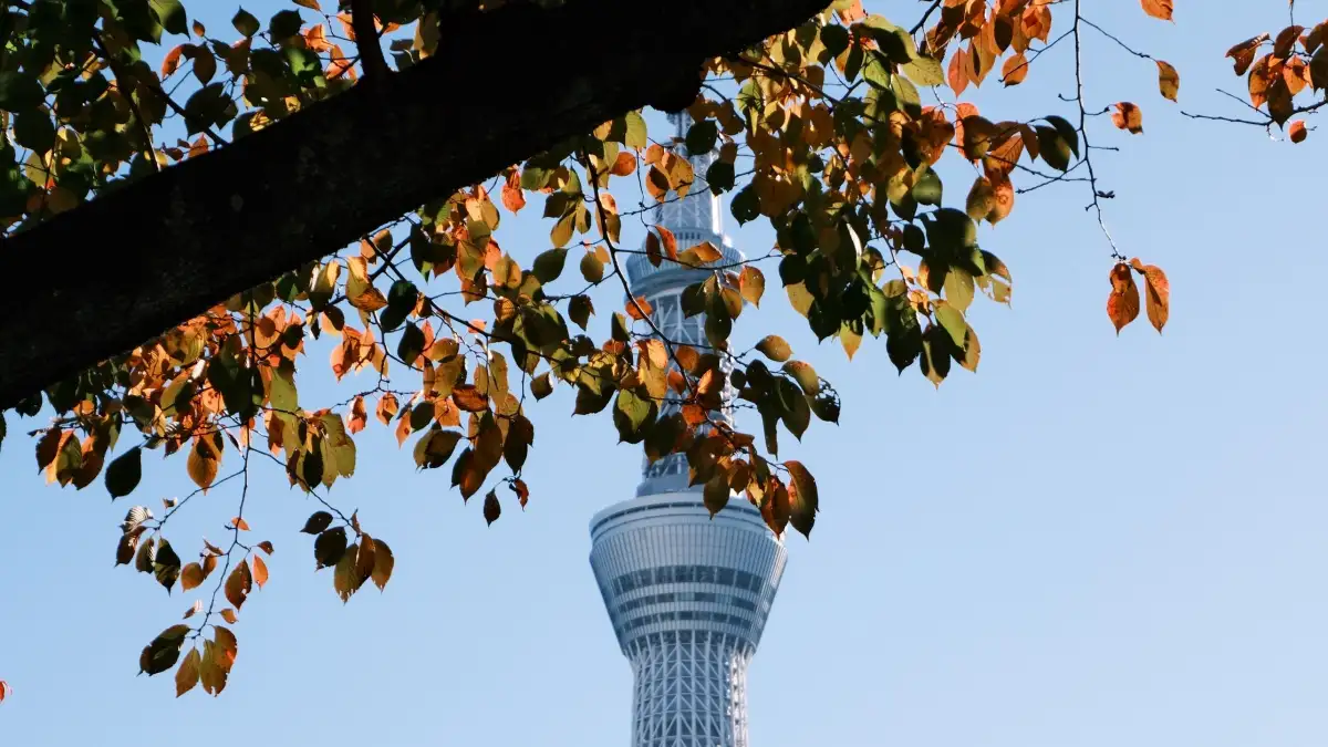 What Should Really Be in Your Tokyo Autumn Day Bag?